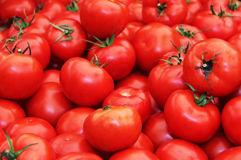 rajčata na lykopen 