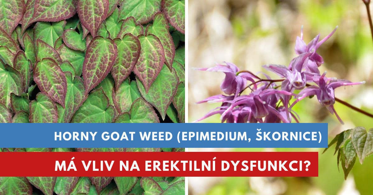 Škornice šípolistá, Epimedium, Horny goat weed