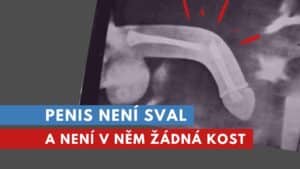 penis není sval a není v něm kost