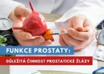 prostata funkce