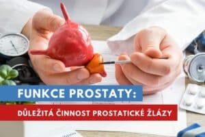 prostata funkce